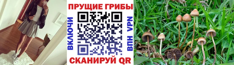 Купить где  Дегтярск  Псилоцибиновые грибы GOLDEN TEACHER 